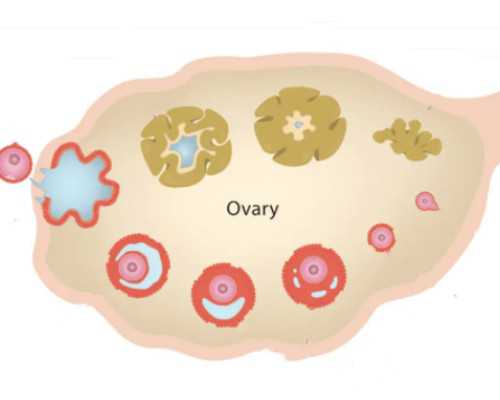 国内私人机构做供卵,三体结局什么意思（三体结局）